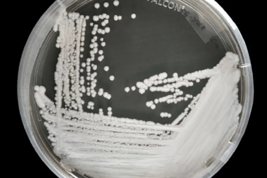 Candida auris, la diffusione del fungo killer colpa dei cambiamenti climatici?