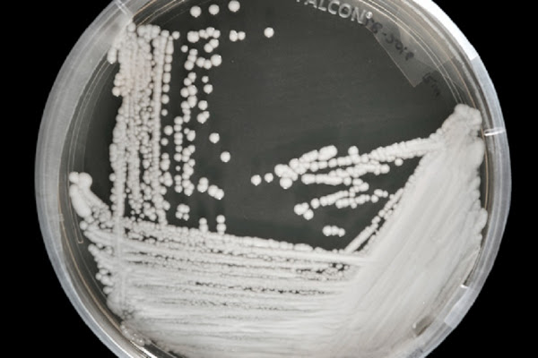 Candida auris Candida auris
